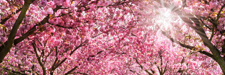 under beautiful flowering cherry trees in sunshine, view from below aginst bright pink cherry...