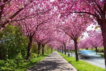beautiful pink flowering cherry tree avenue in  Holzweg, Magdeburg, Saxony-Anhalt, Germany,  footpath under sunny arch of cherry blossoms - obrazy, fototapety, plakaty