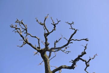 Fototapeta na wymiar 梅の木