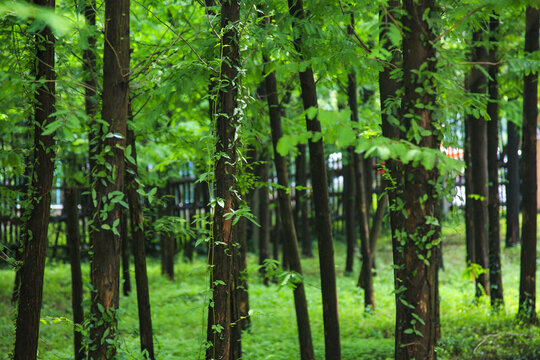 Green trees in the forest