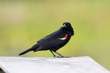 Red-winged blackbird (Agelaius phoeniceus) in Sarasota, Florida