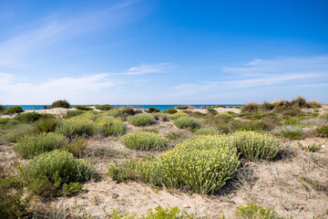 Dunes de la plage du Petit Travers de Carnon, près de Montpellier, au printemps (Occitanie, France)