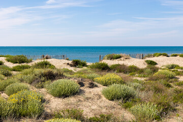 Dunes de la plage du Petit Travers de Carnon, près de Montpellier, au printemps (Occitanie, France)
