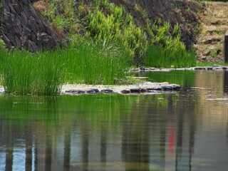 Fototapeta na wymiar 池の中の水草の生えた浅瀬 