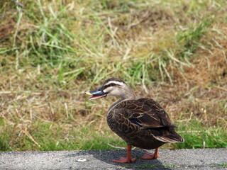 陸上で振り向いたカルガモ
