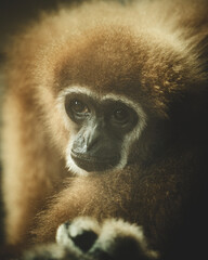Cute And Beautiful Gibbons in good Behavior . High quality photo