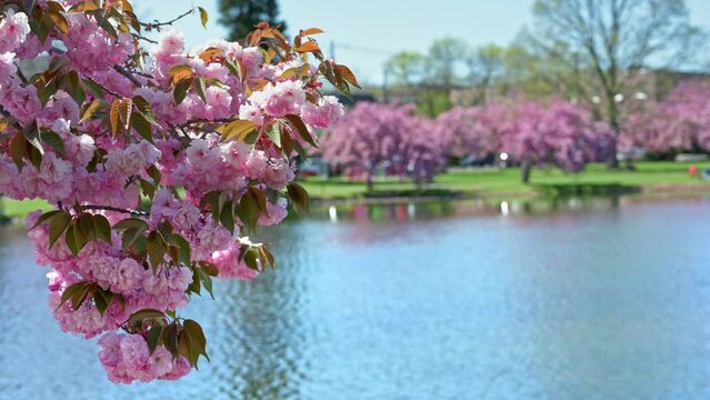 A gentle spring breeze blows a pink blooming Cherry Blossom tree. There is a pond in the background.