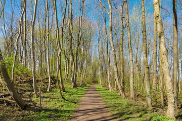 Schaalsee, Germany. Hiking path. The lake was declared a biosphere reserve in 2000.