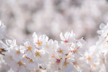 Obraz premium 和らぎの道の桜