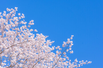 和らぎの道の桜