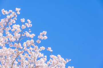 和らぎの道の桜