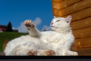 Fototapete bei efototapeten.de bestellen   