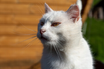 Katze in der Schweiz