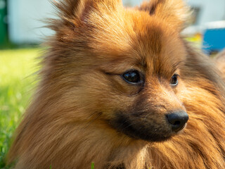 Red haired spitz dog on green grass.