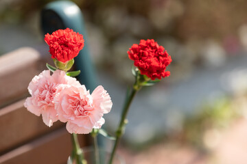 four carnations. outdoors on a sunny day