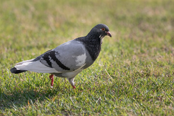 pigeon walking on the grass