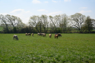 Cows grazing in a field