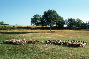 Mouton, brebis, race Lacaume, Parc naturel régional des Grands Causses, 12, Aveyron