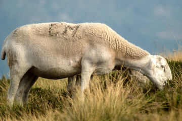 Obraz premium Mouton, brebis, race Lacaume, Parc naturel régional des Grands Causses, 12, Aveyron