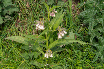 Consoude officinale, Symphytum officinale