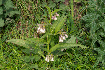 Consoude officinale, Symphytum officinale