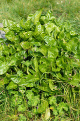 Oseille des prés, Rumex acetosa