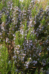 Romarin,.Salvia rosmarinus