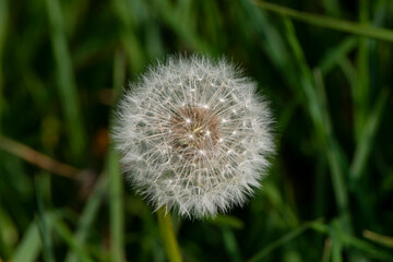 Pissenlit, Taraxacum officinale