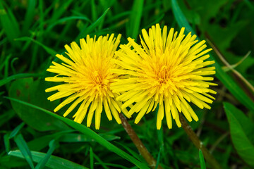 Pissenlit, Taraxacum officinale