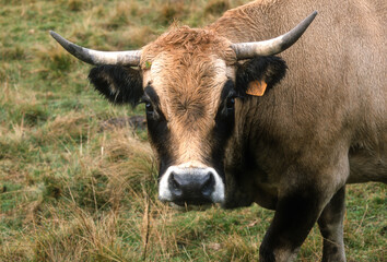 Taureau, race Aubrac