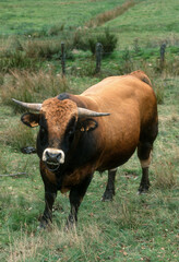 Taureau, race Aubrac