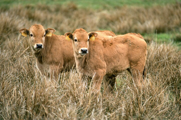 Vache, race Aubrac, Aubrac, Lozère