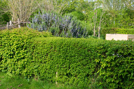 Tro&egrave;ne, Haie, Ligustrum