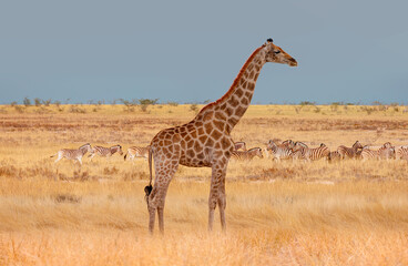 Giraffe walking in yellow grass on the Ethosa national park -  Group of Zebras on the yellow meadow - Namibia, Africa