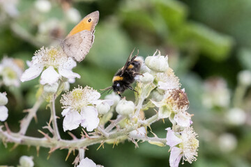 beeandbutterfly_3