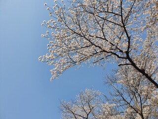 Cherry Blossom in Seoul, South Korea