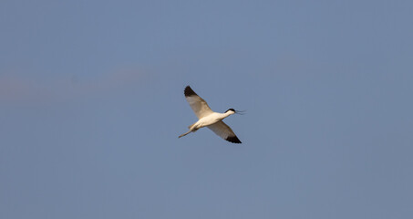 Avocet 7