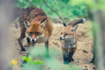 Füchse in Berliner Stadtpark