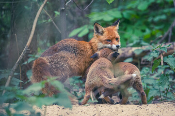 Füchse in Berliner Stadtpark