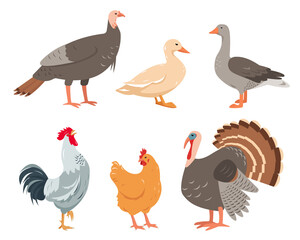 Poultry icons isolated on white background. Set of farm birds in different poses and colors. Chicken, turkey, goose, duck, and rooster. Vector flat or cartoon illustration.
