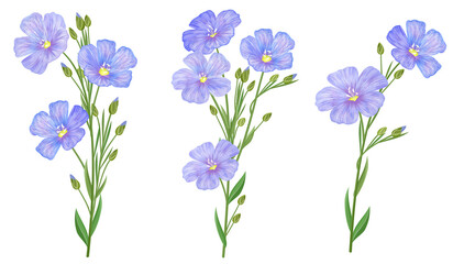 Set of flax flowers, hand drawn vector illustrations.