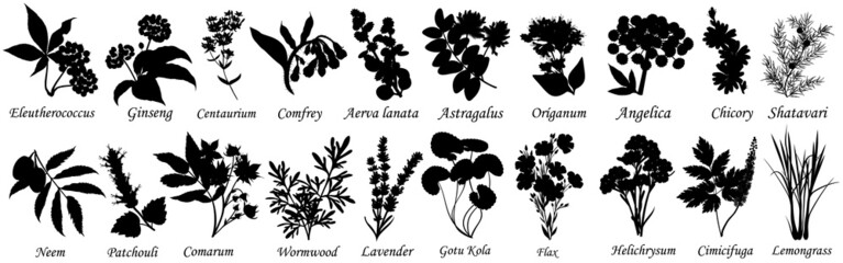 Medicinal and healing herbs, set of botanical vector silhouettes. 