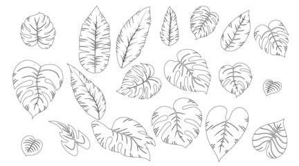 Set of line coloring tropical exotic leaves of different types. Contour jungle plants. Hibiscus leaves, monstera and palm leaves. Outline hand drawn botanical vector illustration isolated on white.