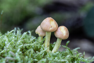 mushroom in the forest