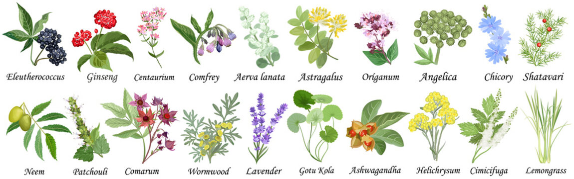 Medicinal and healing herbs collection. Hand drawn set of botanical vector illustrations, isolated on white.