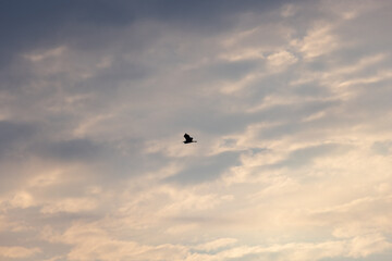 Egret at dusk
