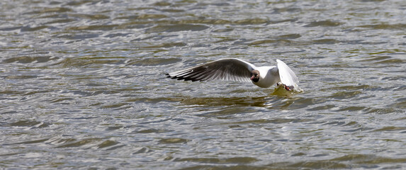 gulls 25