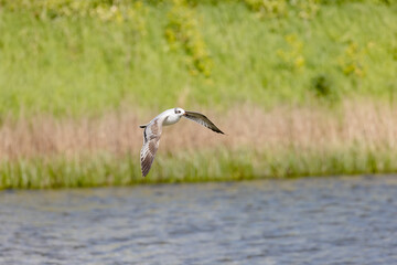 Gulls  16