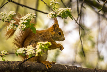 Young playful curious squirrel in the park