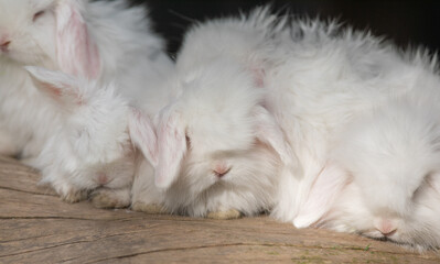 Fototapeta na wymiar white rabbits on a log
